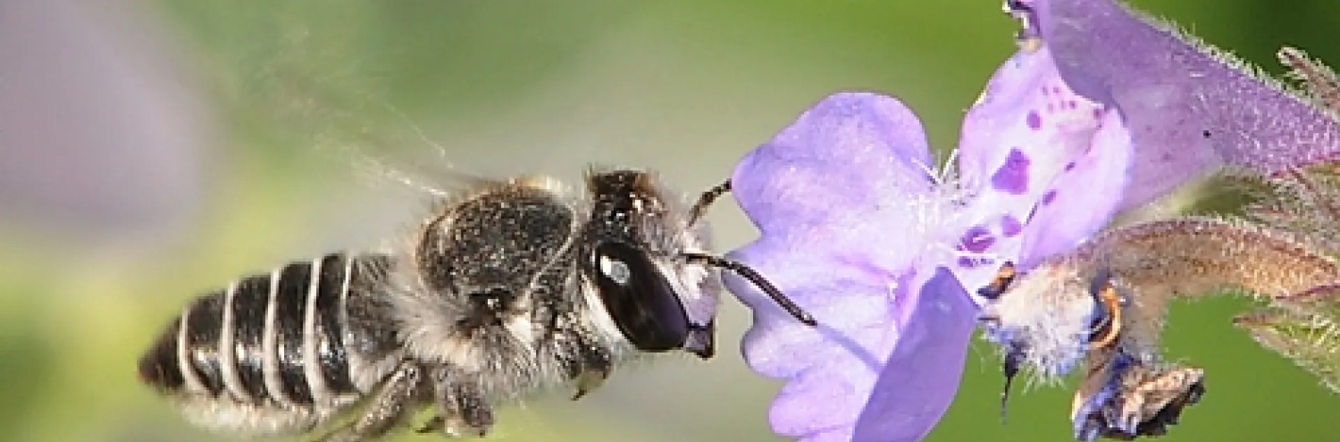 CAUGHT IN FLIGHT, a leafcutter bee heads toward a catmint flower (Nepeta). (Photo by Kathy Keatley Garvey)