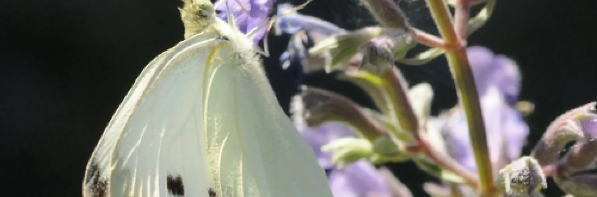 CABBAGE WHITE butterfly glows in the late afternoon sun as it nectars on catmint (Nepeta). (Photo by Kathy Keatley Garvey)