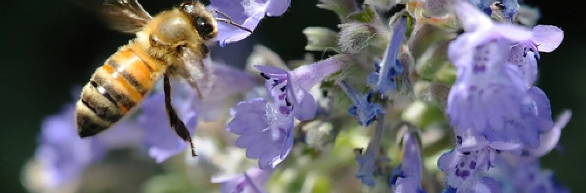 HONEY BEE heads for catmint (Nepeta). Catmint is one of the plants in the Häagen-Dazs Honey Bee Haven that attracts honey bees, native bees, butterflies and assorted other insects. (Photo by Kathy Keatley Garvey)