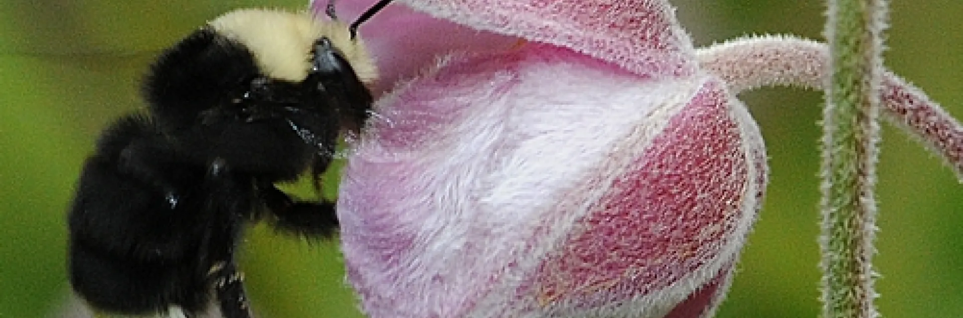 WORKER BUMBLE BEE on anemone. This is a female yellow-faced bumble bee (Bombus vosnesenskii), as identified by native pollinator specialist Robbin Thorp, emeritus professor of entomology at UC Davis. (Photo by Kathy Keatley Garvey)