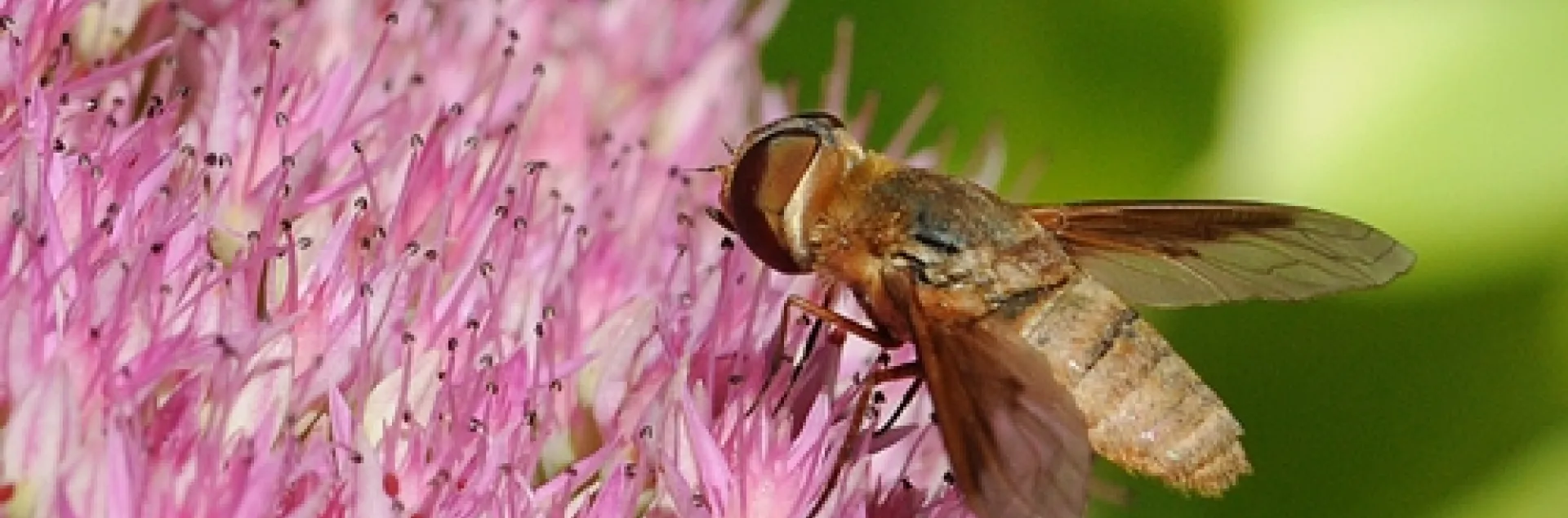 A BEE FLY nectars on sedum. (Photo by Kathy Keatley Garvey)