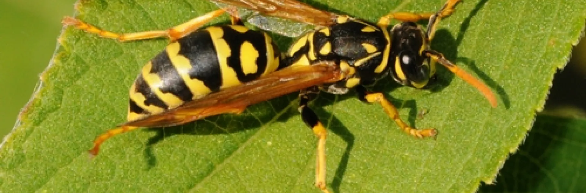 EUROPEAN PAPER WASP rests on a leaf. (Photo by Kathy Keatley Garvey)