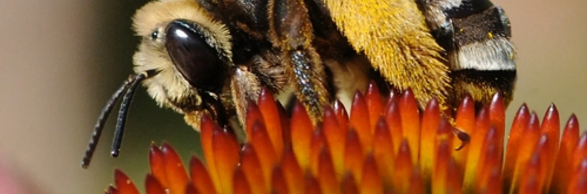 THIS BEE, a Svastra obliqua expurgata, forages on a purple coneflower in the Häagen-Dazs Honey Bee Haven. Native pollinator specialist Robbin Thorp, emeritus professor of entomology, is monitoring the many species of bees in the garden. To date: more than 50 over the last two years. (Photo by Kathy Keatley Garvey)