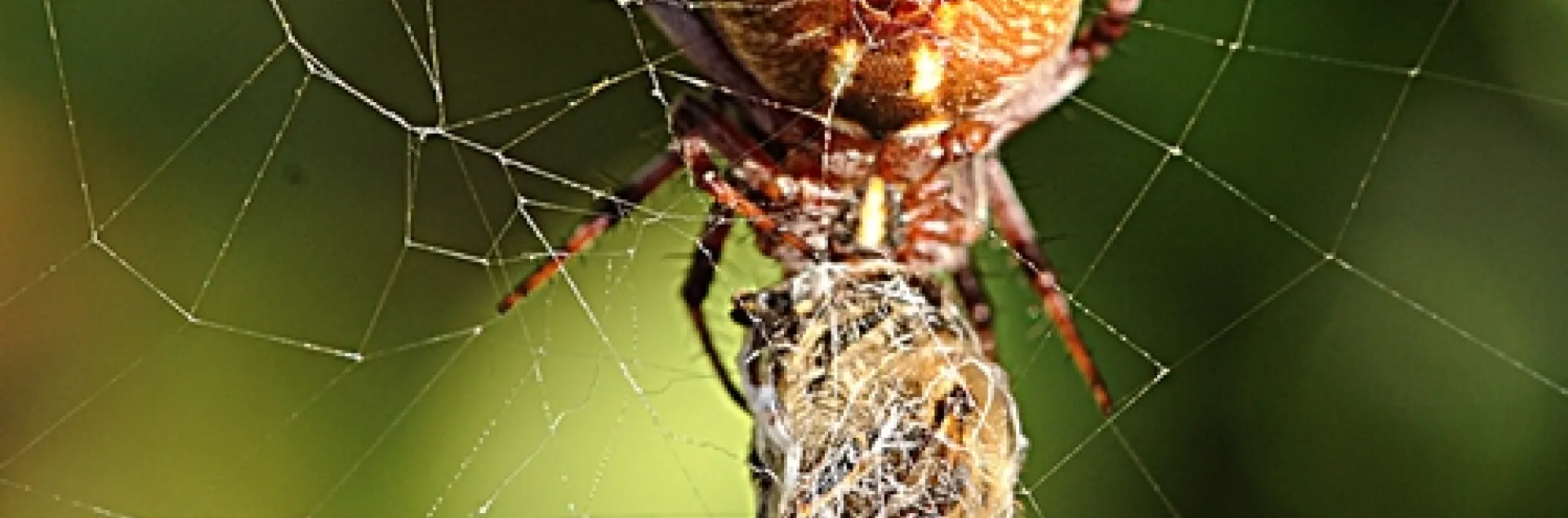 BEE GONE--A webweaving spider with "breakfast," a honey bee in the Haagen-Dazs Honey Bee Haven at the Harry H. Laidlaw Jr. Honey Bee Research Facility, UC Davis. (Photo by Kathy Keatley Garvey)