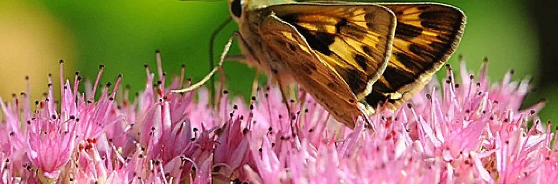 FIERY SKIPPER (Hylephila phyleus) in a jet-fighter position on sedum. (Photo by Kathy Keatley Garvey)