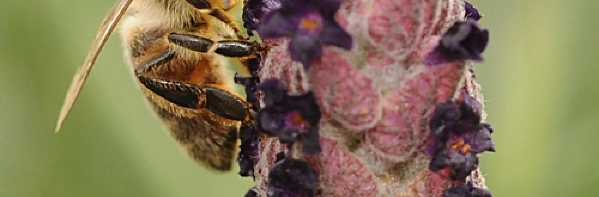 HONEY BEE nectaring lavender at the Mostly Natives Nursery, Tomales. (Photo by Kathy Keatley Garvey)
