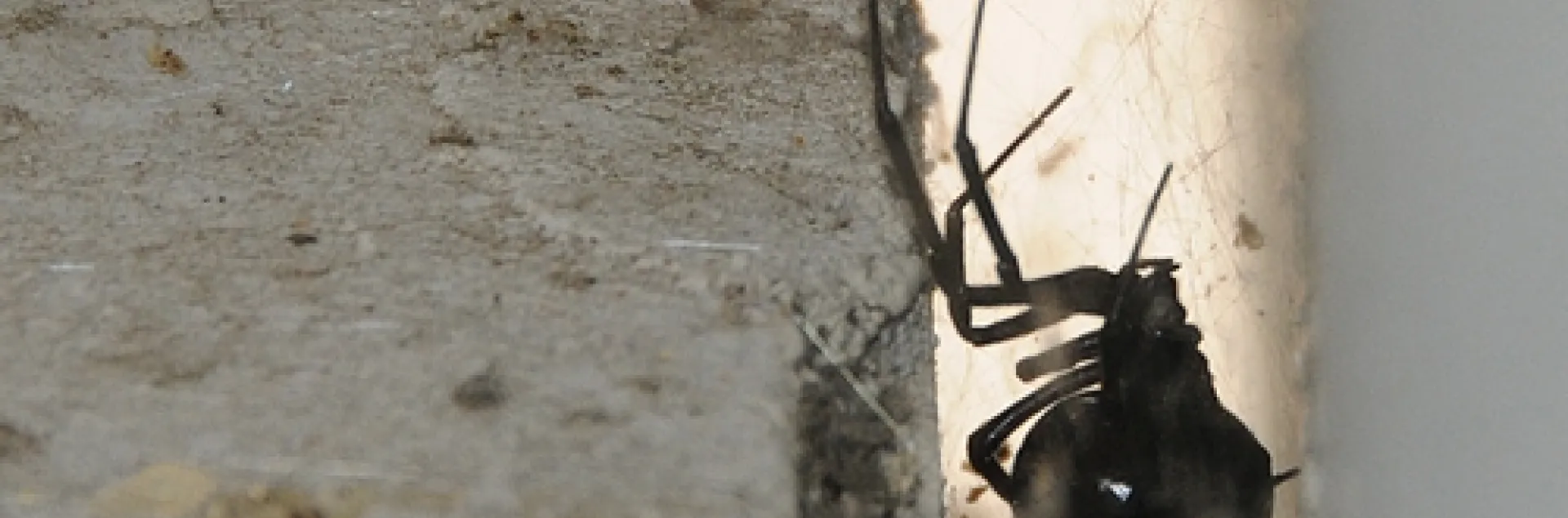 BLACK WIDOW SPIDER touches her gumdrop-sized egg sac, suspended from her web in a UC Davis parking garage. (Photo by Kathy Keatley Garvey)