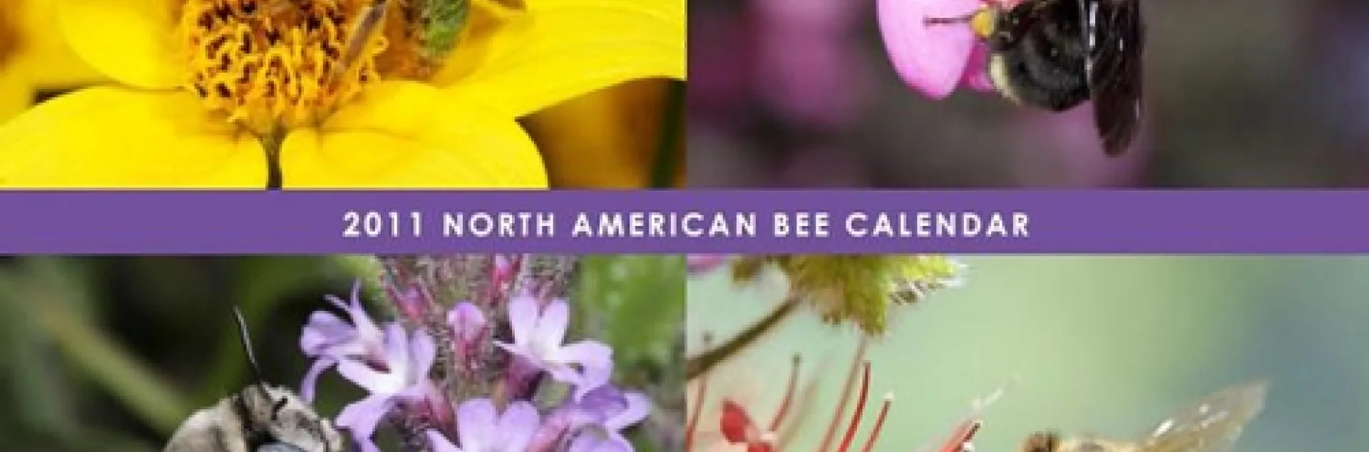 THIS is a preview of the North American Bee Calendar, created by native bee enthusiast Celeste Ets-Hokin of the San Francisco Bay Area. Proceeds benefit the Xerces Society of Invertebrate Conservation and the Great Sunflower Project.