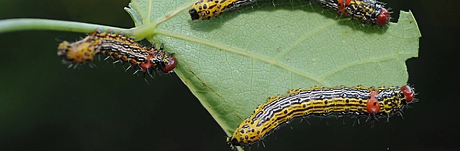 REDHUMPED CATERPILLARS dining on a leaf of a redbud tree. (Photo by Kathy Keatley Garvey)