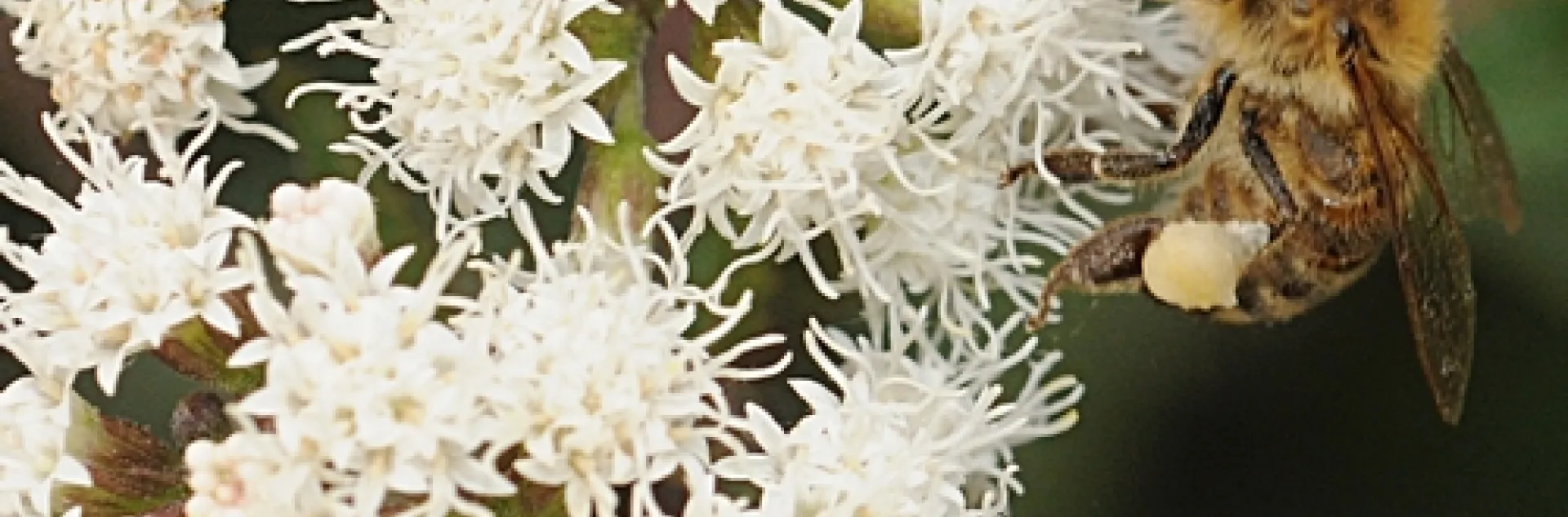 HONEY BEE forages on Joe-Pye Weed, a perennial that blooms in the late summer and early fall. (Photo by Kathy Keatley Garvey)