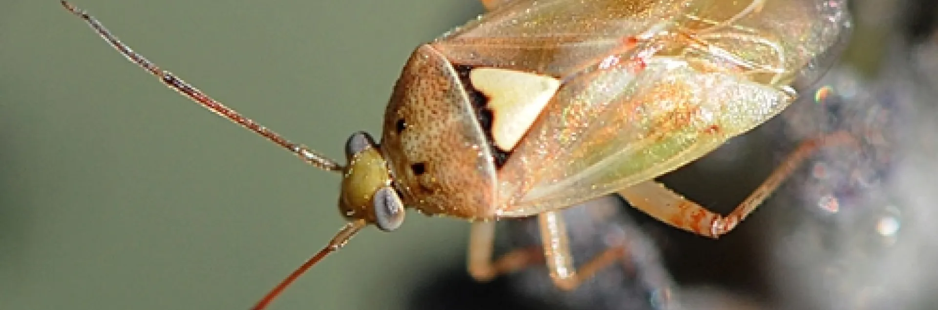 LYGUS BUG, a serious pest of such crops as cotton, alfalfa and strawberries, is also commonly found in the garden. This one is on lavender. (Photo by Kathy Keatley Garvey)