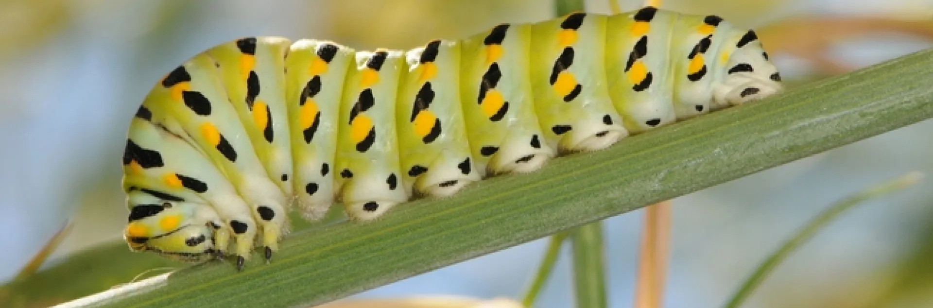 Anise swallowtail caterpillar on anise, also known as fennel.. (Photo by Kathy Keatley Garvey)