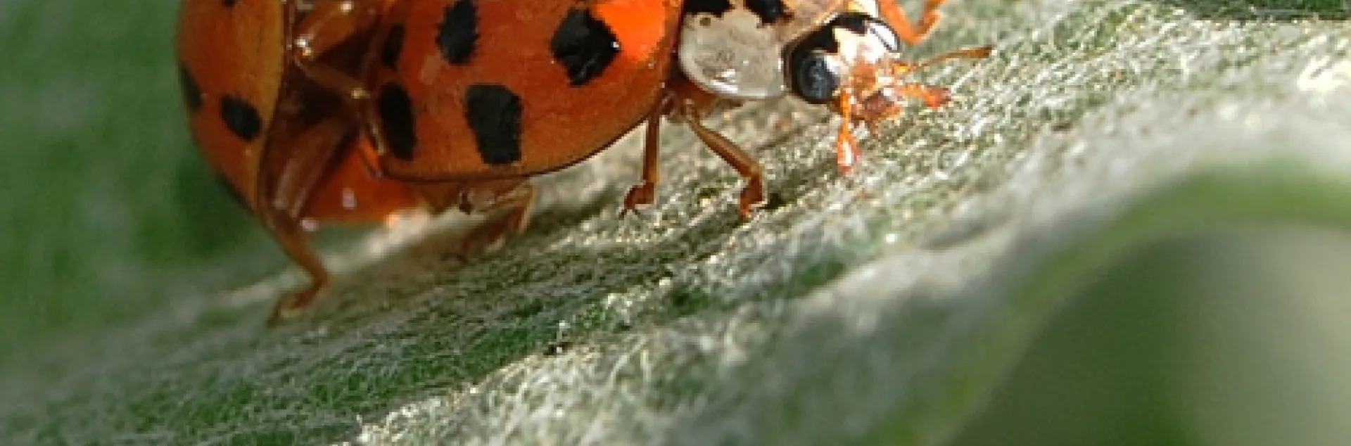 LADYBUGS on artichoke leaf. Soon, more beneficial insects in the garden. (Photo by Kathy Keatley Garvey)
