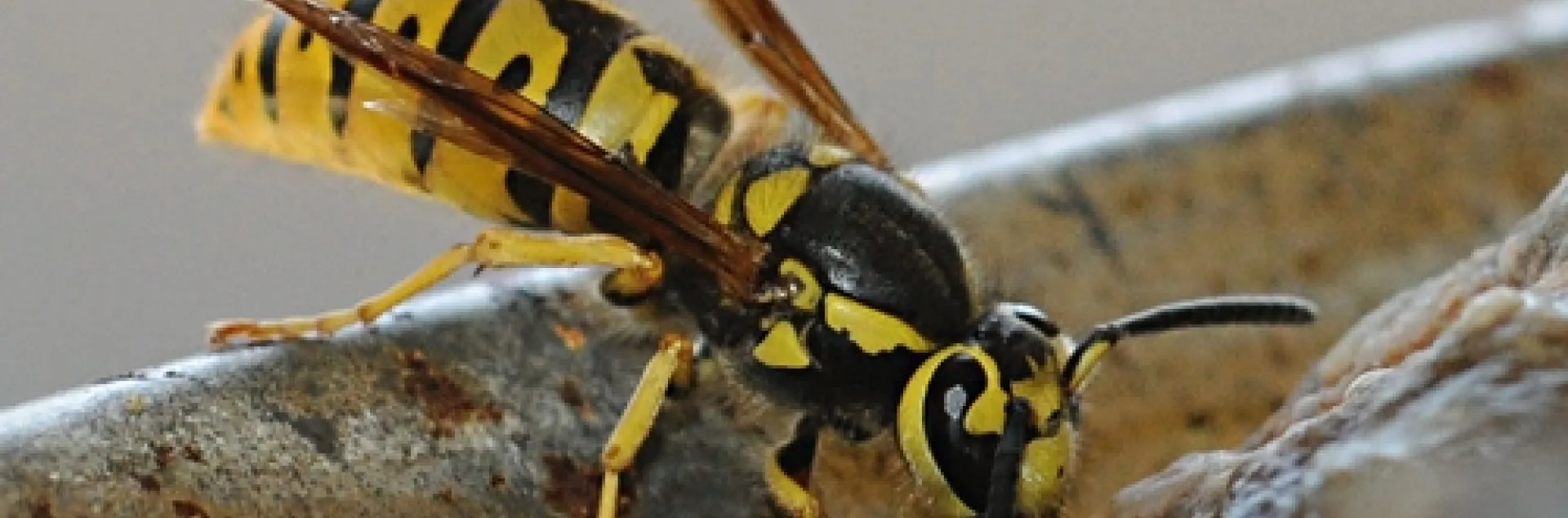 PESTY YELLOWJACKET--A Western yellowjacket (Vespula pensylvanica) sips water from a watering device at the Harry H. Laidlaw Jr. Honey Bee Research Facility at the University of California, Davis. (Photo by Kathy Keatley Garvey)