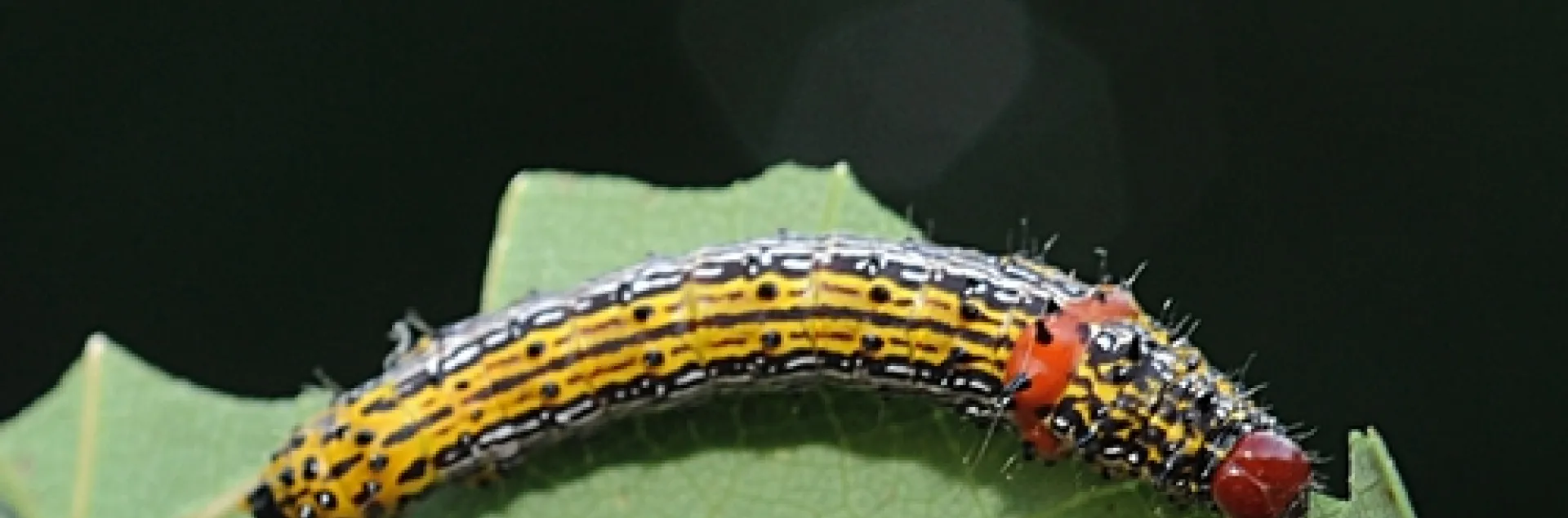 REDHUMPED CATERPILLAR gorges on the leaves of a redbud tree. (Photo by Kathy Keatley Garvey)