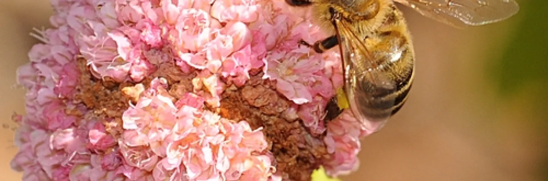 A HONEY BEE nectars red buckwheat. (Photo by Kathy Keatley Garvey)