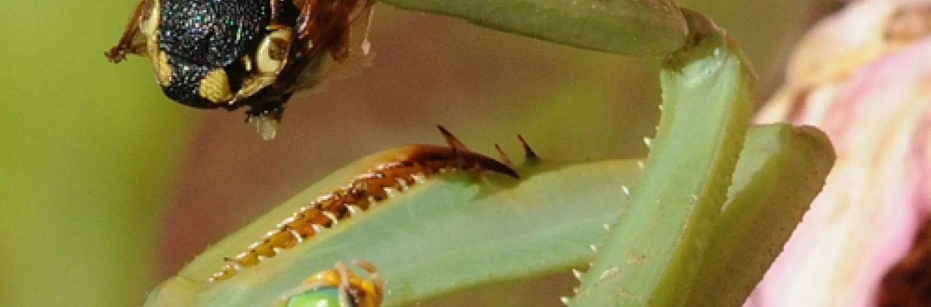 PRAYING MANTIS clutches a vespid wasp and prepares to eat it while a curious ant heads toward the feast. (Photo by Kathy Keatley Garvey)