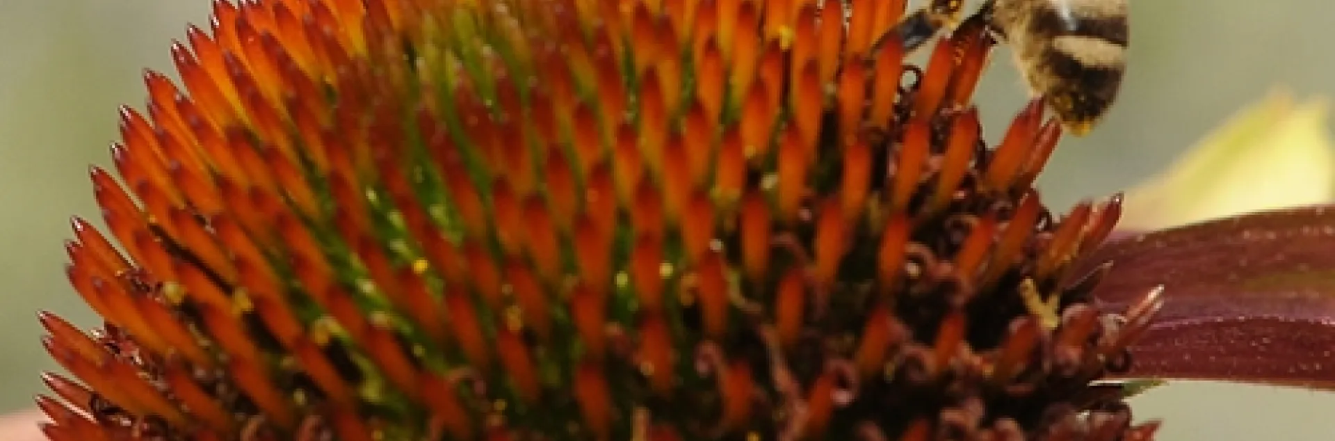 AN ITALIAN BEE (left) and a New World Carniolan bee forage on a purple coneflower at the Haagen-Dazs Honey Bee Haven at UC Davis. (Photo by Kathy Keatley Garvey)