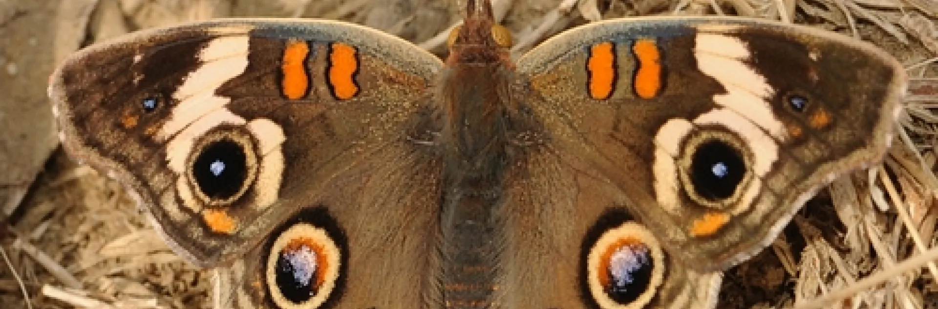 EYESPOTS on the wings of a buckeye butterfly. (Photo by Kathy Keatley Garvey)