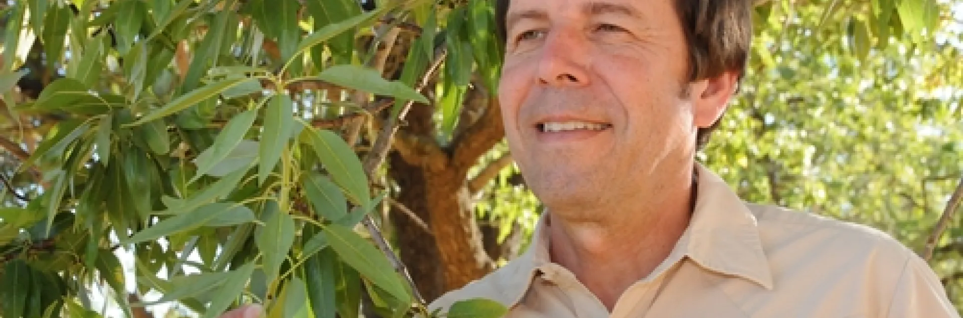 IPM SPECIALIST Frank Zalom checks out an almond tree. He was just named the 2010 recipient of the "Award for Excellence in Integrated Pest Management" from the Entomological Society of America. (Photo by Kathy Keatley Garvey)