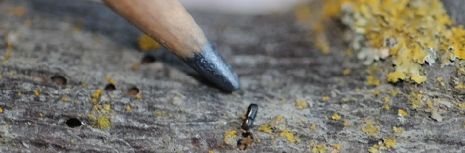 TINY walnut twig beetle, in association with a fungus, is wreaking havoc on black walnut trees. It's found in California, seven western states and now Tennessee. (Photo by Kathy Keatley Garvey)
