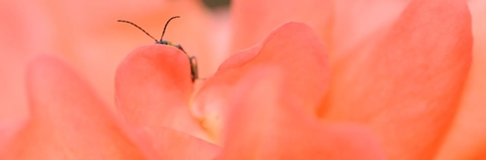 A HONEY BEE, resting in the folds of a rose, appears to be playing hide and seek with another insect. Those antennae belong to a spotted cucumber beetle. (Photo by Kathy Keatley Garvey)