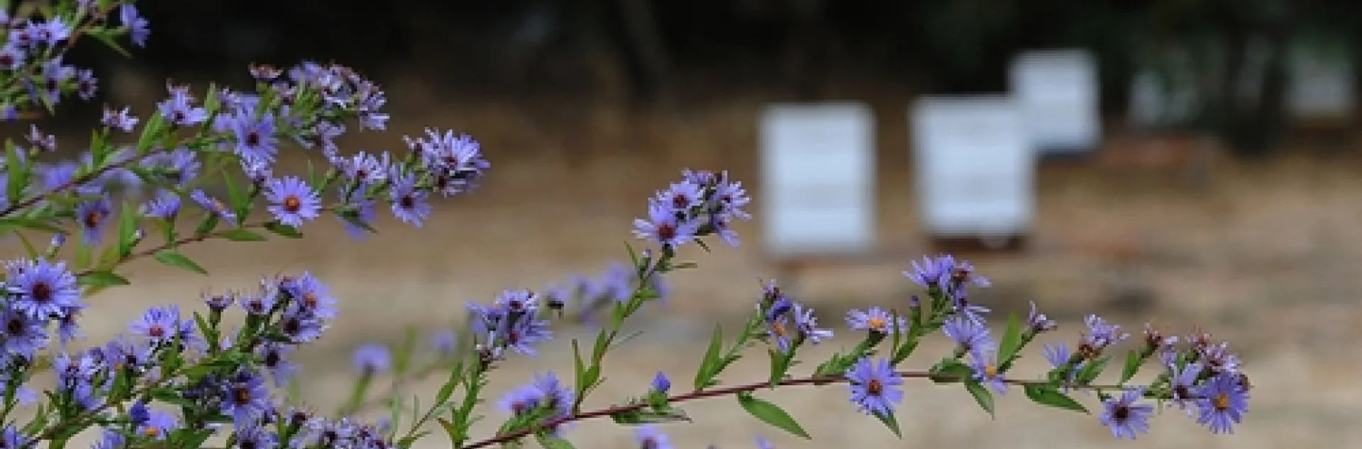 PURPLE ASTERS bloom brilliantly at the Harry H. Laidlaw Jr. Honey Bee Research Facility at the University of California, Davis. In the back are the bee boxes. (Photo by Kathy Keatley Garvey)