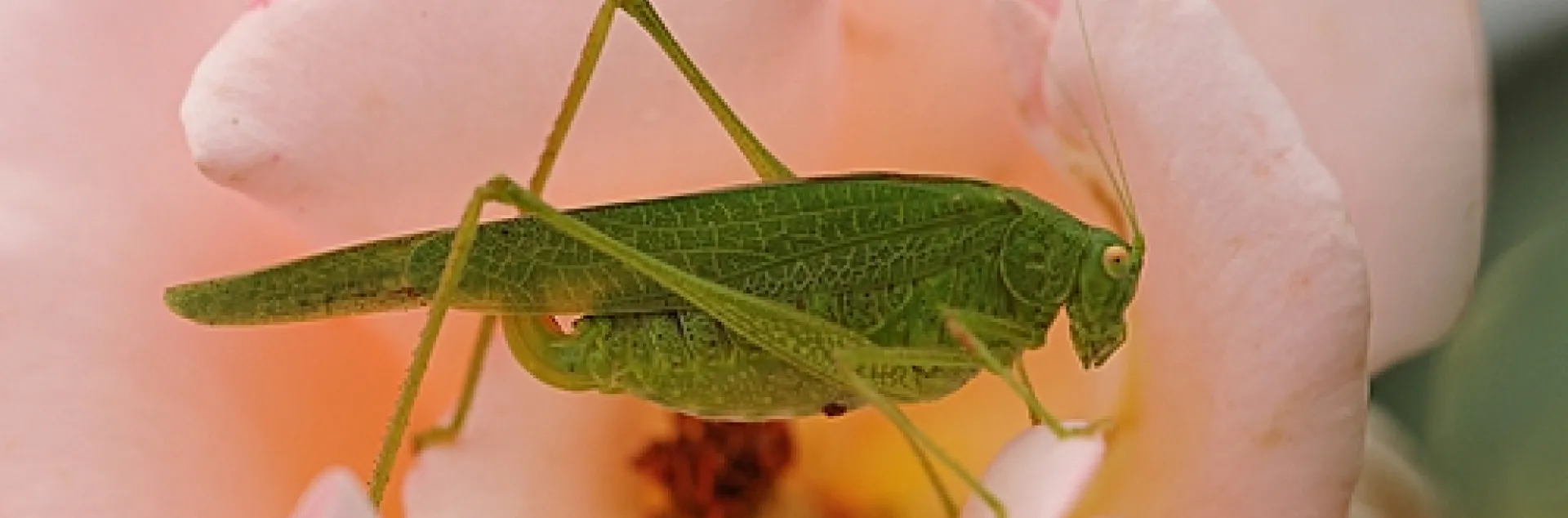 KATYDID foraging on a rose in a UC Davis rose garden. (Photo by Kathy Keatley Garvey)