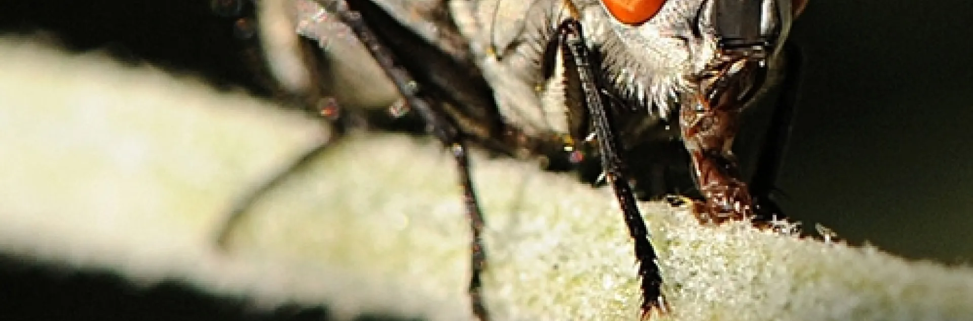 FLESH FLY, a member of the Sarcophagidae family, ejects its tongue. (Photo by Kathy Keatley Garvey)