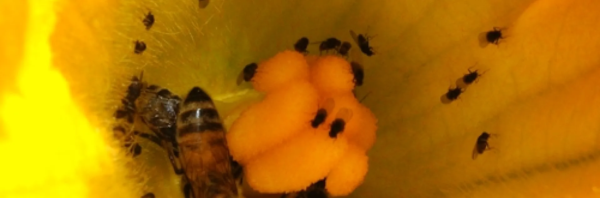 'WONDER FLIES' sharing a squash blossom with two honey bees in Napa. (Photo by Kathy Keatley Garvey)