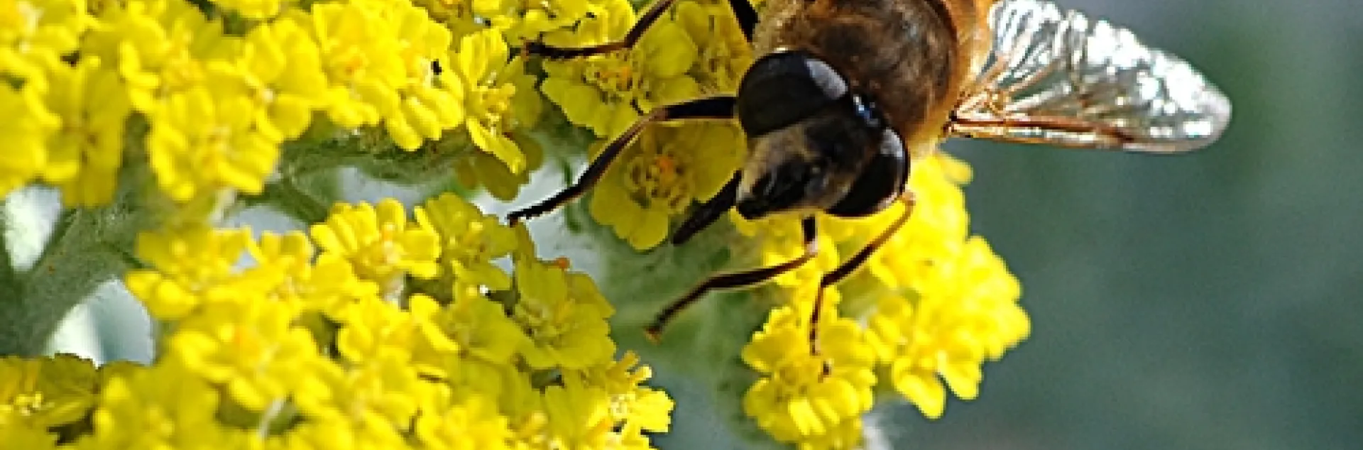DRONE FLY (Eristalis tenax) crawls on yarrow. (Photo by Kathy Keatley Garvey)