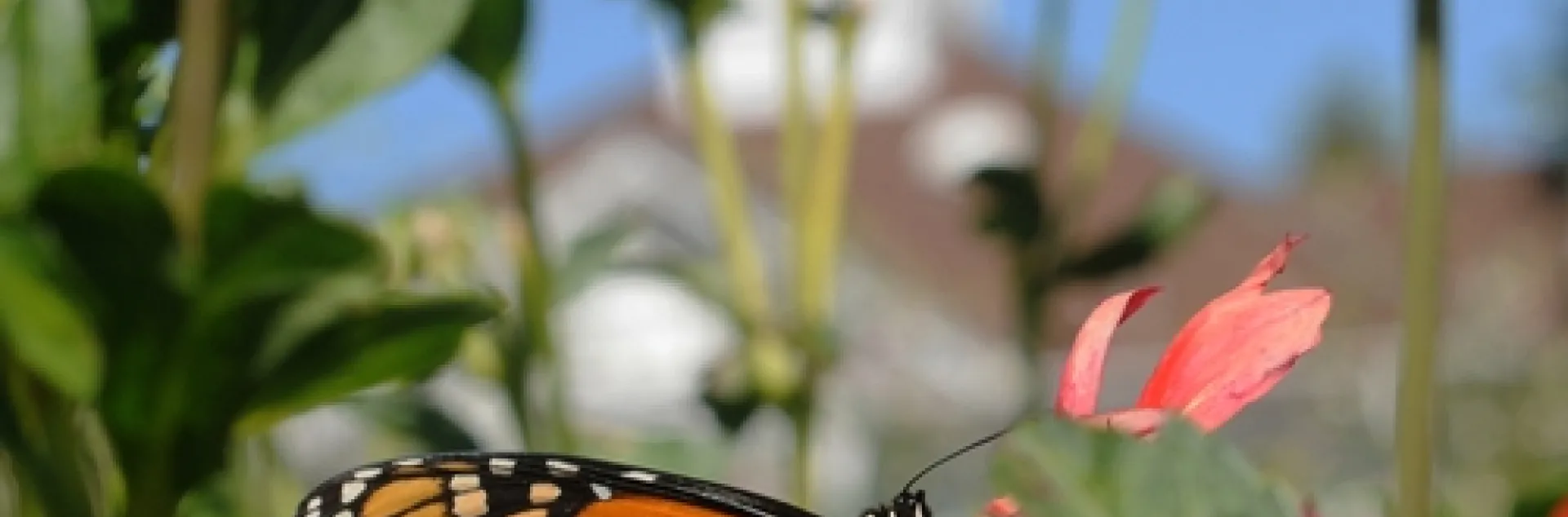 MONARCH BUTTERFLY in the Luther Burbank Gardens, Santa Rosa. One generation of monarch butterflies migrates 2000 miles between southern Canada and central Mexico, according to LiveScience senior writer Wynne Parry in her Nov. 4 post. (Photo by Kathy Keatley Garvey)