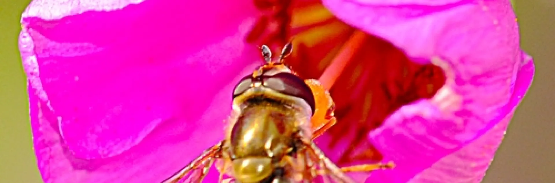SYPRHID FLY heading inside a rock purslane blossom. (Photo by Kathy Keatley Garvey)