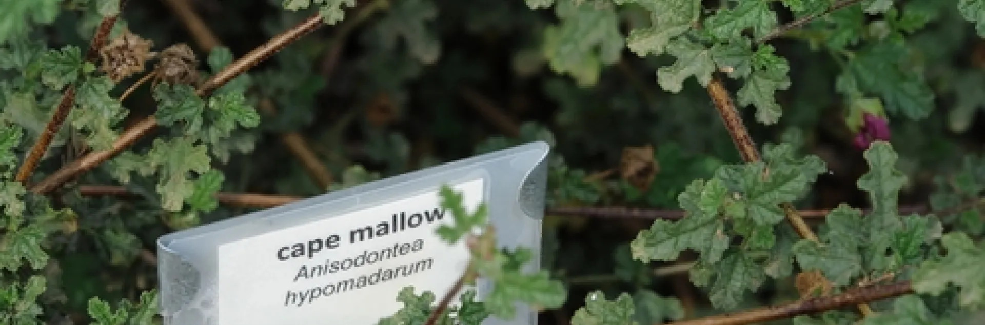 PLANTS in the Haagen-Dazs Honey Bee Haven are labeled so visitors can identify them and glean ideas what to plant in their own gardens. (Photo by Kathy Keatley Garvey)