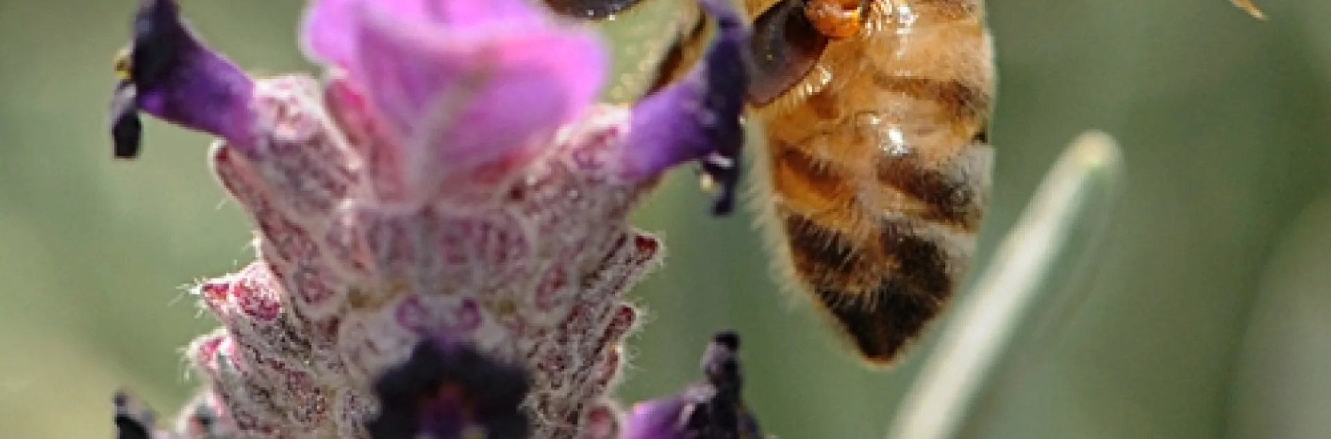 HONEY BEE foraging at the San Ysidro Ranch in Montecito. (Photo by Kathy Keatley Garvey)