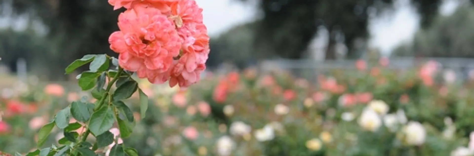 ROSE GARDEN--The All-America Rose Selections (AARS) Test Garden on Hopkins Road, UC Davis, features 30 new rose varieties--and insects have their pick. (Photo by Kathy Keatley Garvey)