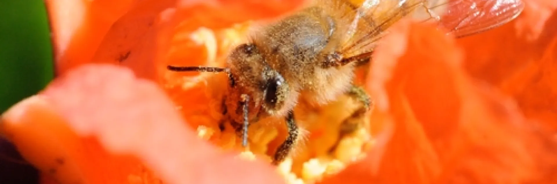 HONEY BEE foraging on pomegranate blossom. Without bees, there would be no pomegranates. (Photo by Kathy Keatley Garvey)