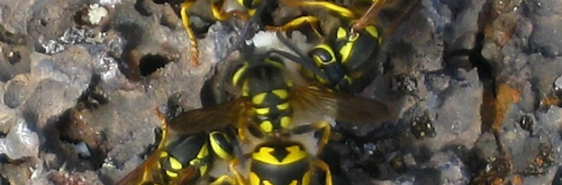 YELLOWJACKETS taking bait. (Photo by Erin Wilson)