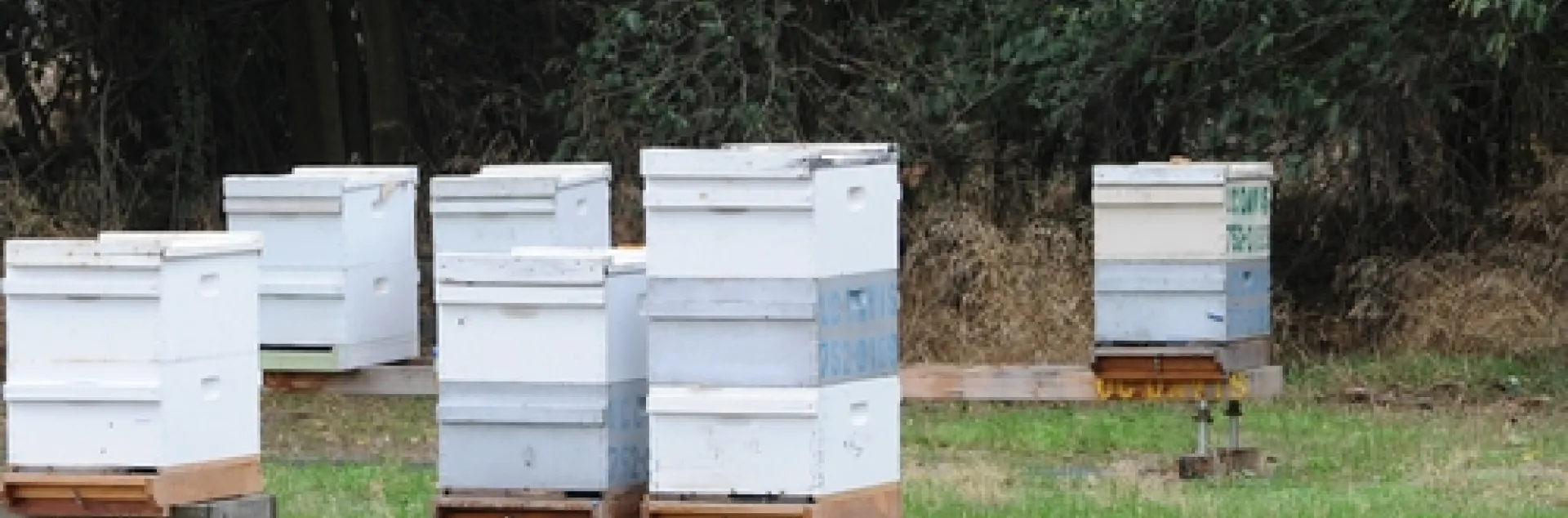 BRICKS mark the spot where yellowjackets are nesting at the Harry H. Laidlaw Jr. Honey Bee Research Facility. (Photo by Kathy Keatley Garvey)