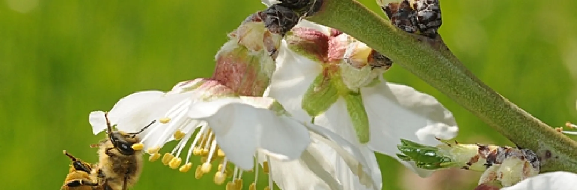 HONEY BEE pollinating an almond tree at the Harry H. Laidlaw Jr. Honey Bee Research Facility, University of California, Davis. (Photo by Kathy Keatley Garvey)