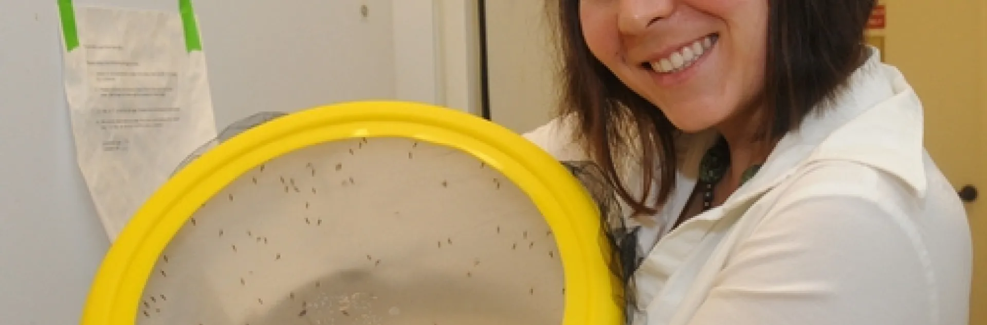 DOCTORAL CANDIDATE Ashley Horton with malaria mosquitoes, Anopheles gambiae. (Photo by Kathy Keatley Garvey)