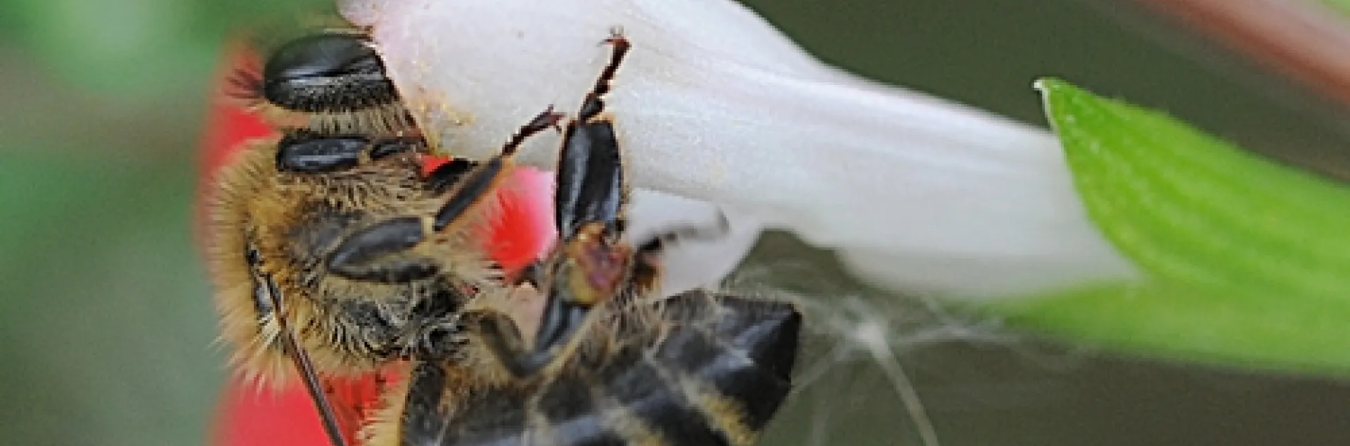 HONEY BEE gathers nectar from the mint bush sage at the Haagen-Dazs Honey Bee Haven at UC Davis. (Photo by Kathy Keatley Garvey)