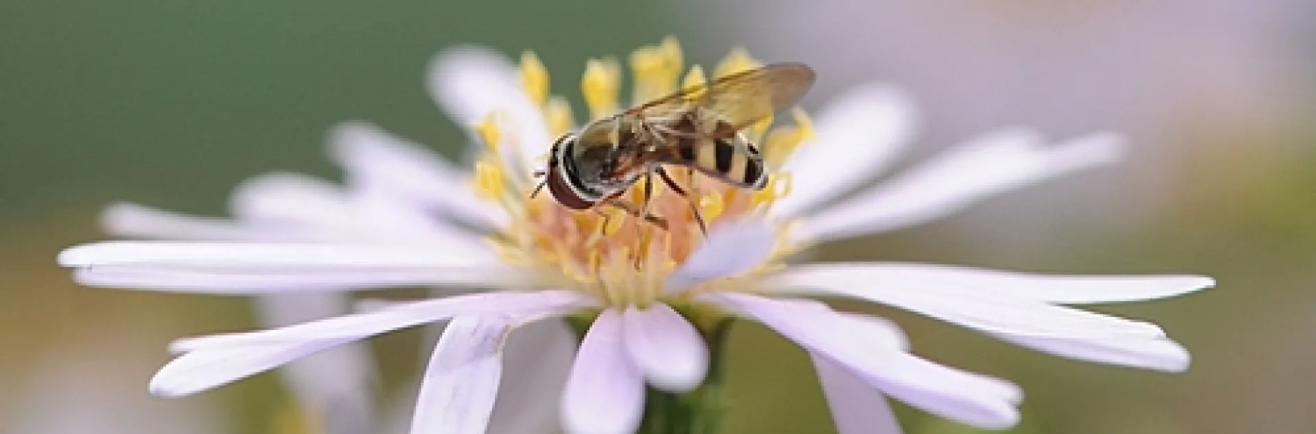 HOVER FLY working a flower in the Haagen-Dazs Honey Bee Haven at the University of California, Davis. The larvae of hover flies are voracious aphid eaters. (Photo by Kathy Keatley Garvey)