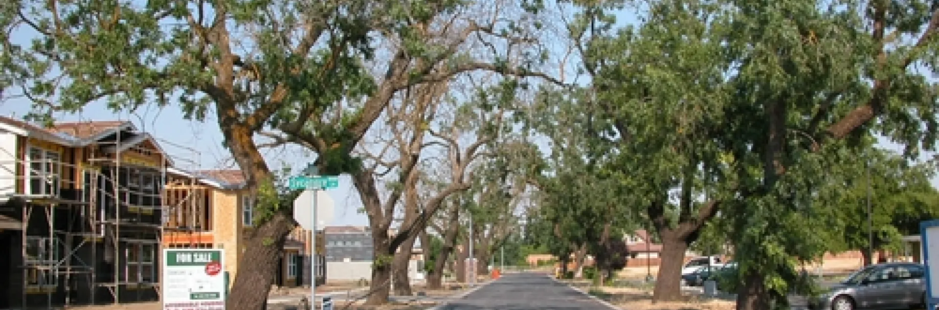 THESE DYING WALNUT TREES in Davis, Calif., are victims of thousand cankers disease. (Photo by Steve Seybold)
