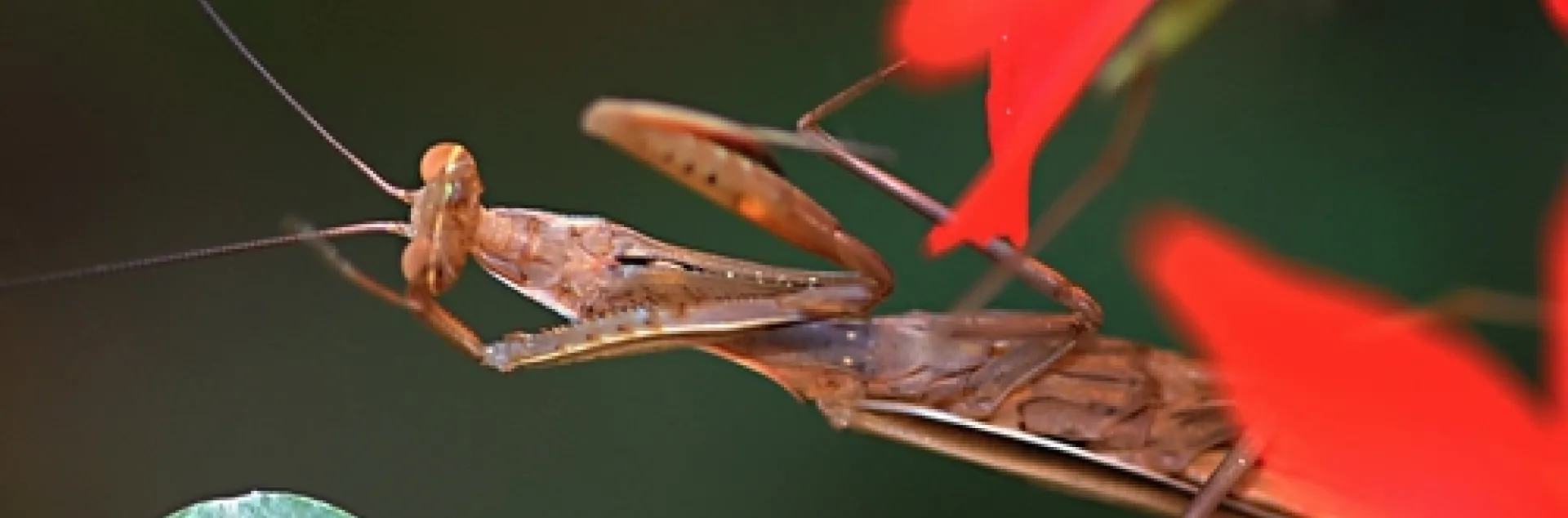 PRAYING MANTIS at the Harry H. Laidlaw Jr. Honey Bee Research Facility at UC Davis. (Photo by Kathy Keatley Garvey)