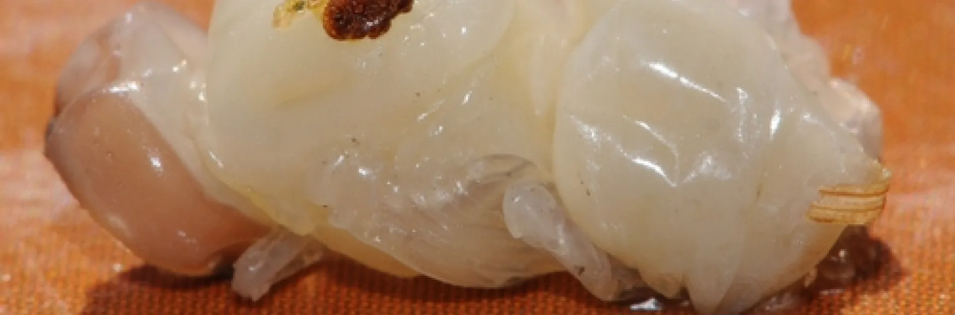 VARROA MITE on drone pupa at the Harry H. Laidlaw Jr. Honey Bee Research Facility, University of California, Davis. (Photo by Kathy Keatley Garvey)