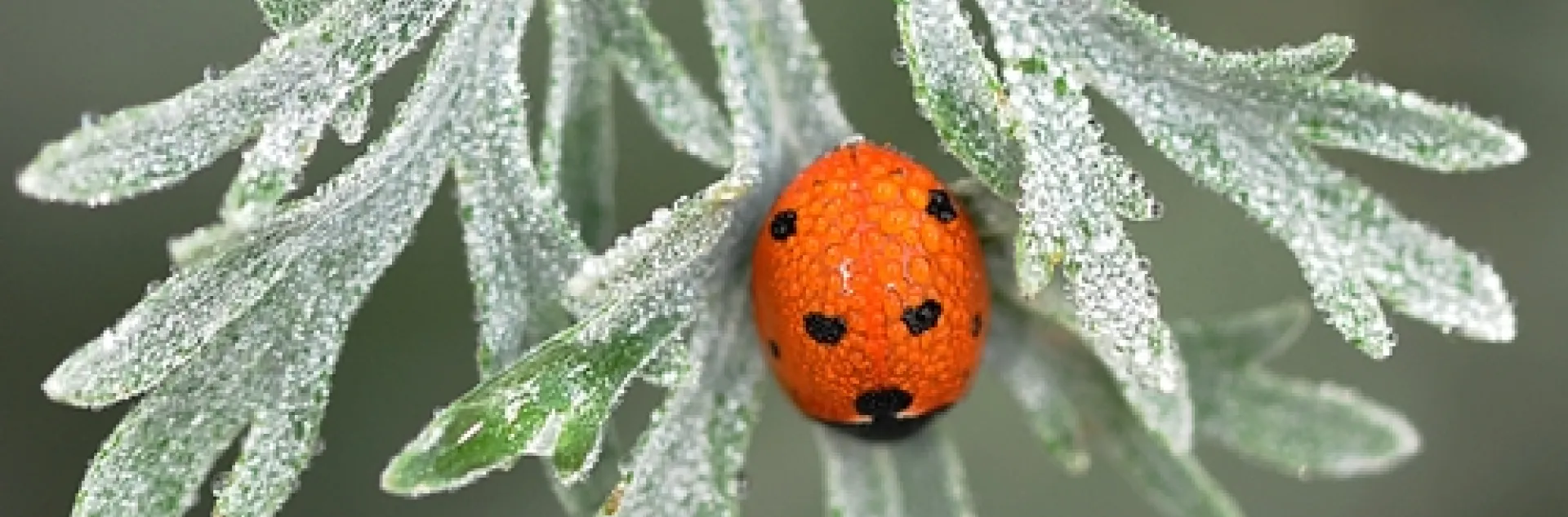 RED ORNAMENT? No, a ladybug, aka ladybird beetle or lady beetle, on Artemisia, a genus belonging to the daisy family, Asteraceae. (Photo by Kathy Keatley Garvey)