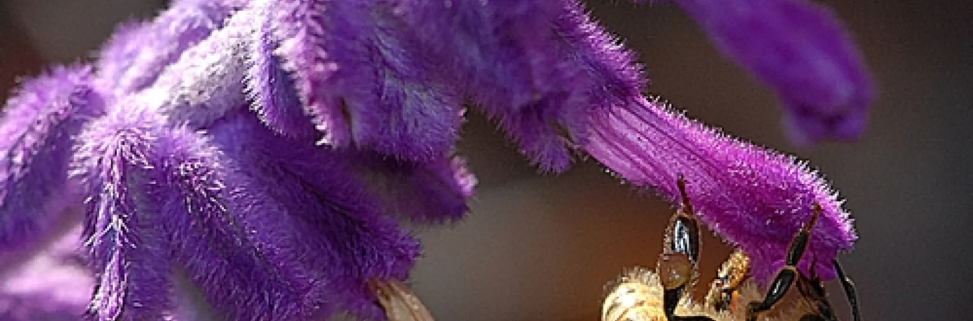 HONEY BEE nectaring salvia. This one is Salvia leucantha or "Mexican sage." (Photo by Kathy Keatley Garvey)