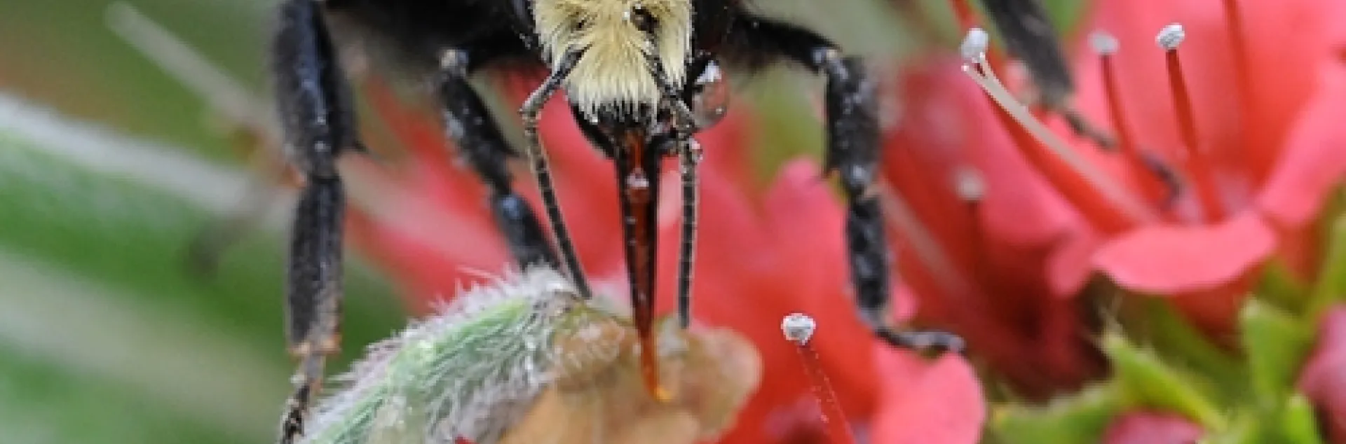 YELLOW-FACED BUMBLE BEE, Bombus vosnesenskii, gathers nectar from a tower of jewels. The Cameron study looked at three species of western bumble bees, including this species. (Photo by Kathy Keatley Garvey)