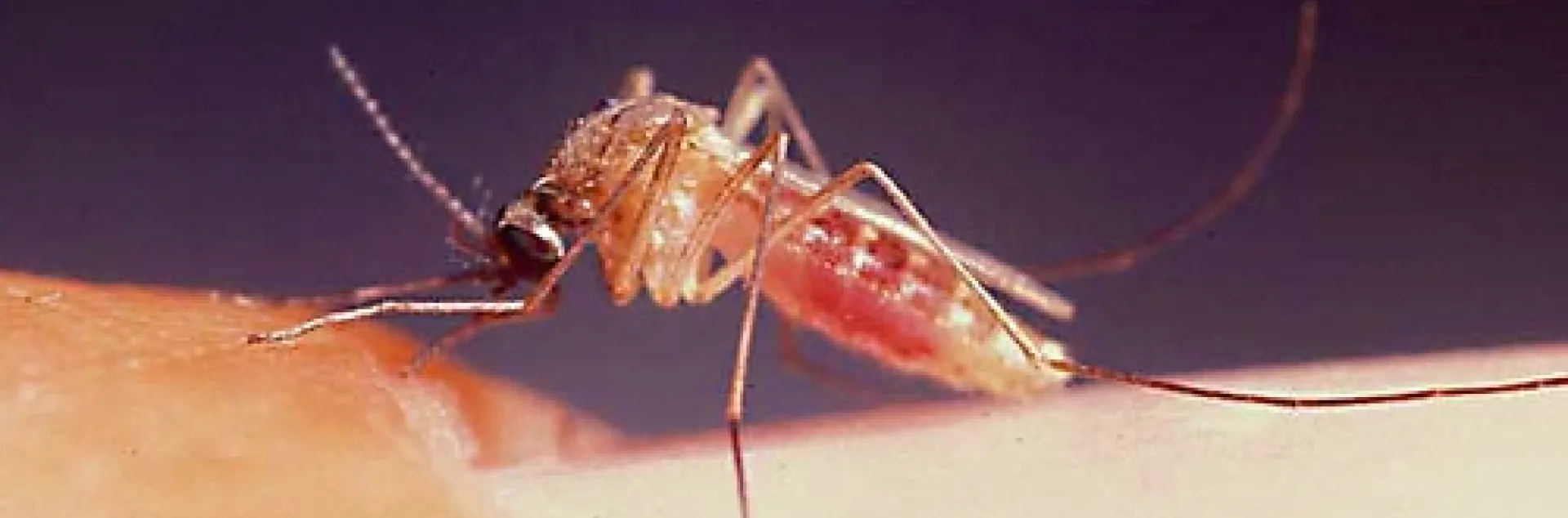 WEST NILE VIRUS--Infected Culex mosquitoes transmit the West Nile virus, which last year sickened 104 people in California, killing three. (Photo by Anthony Cornel)